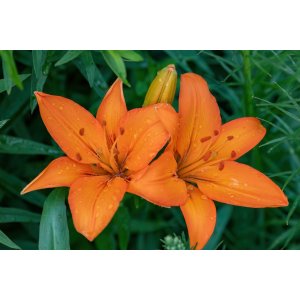 Ľalia ázijská (Lilium asiatic) ´ORANŽOVÁ -1 cibuľka v kvetináči